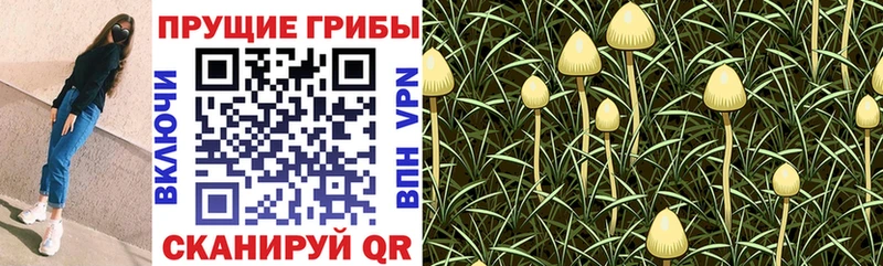 Псилоцибиновые грибы Cubensis  наркошоп  Крым 